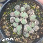 Conophytum Original ink Clustering
