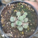 Conophytum Original ink Clustering - Image 2