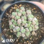 Conophytum Chunagon (pot)