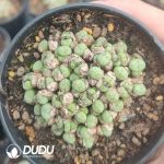 Conophytum Chunagon (pot) - Image 2