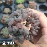 Haworthia Ice Lantern 
(Single Double Clustering Randomly) - Image 2