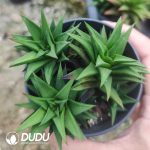Haworthia Leathery Leaf Clustering