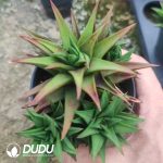 Haworthia Leathery Leaf Clustering - Image 2