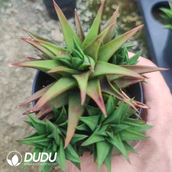 Haworthia Leathery Leaf Clustering - Image 2