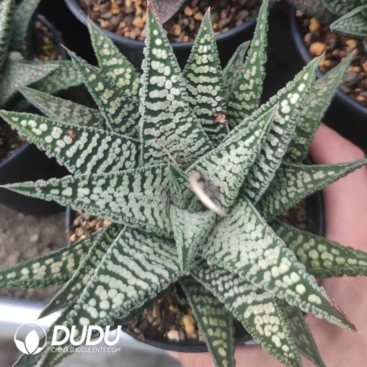 1751012420-e201.jpg Haworthia Leathery Leaf Hybrid - Image 1