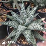 Haworthia Leathery Leaf Hybrid - Image 2