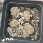 Lithops Special Offer （pot）