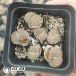 Lithops Special Offer （pot） - Image 2