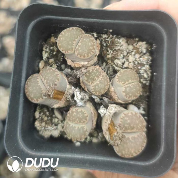 Lithops Special Offer （pot） - Image 2