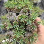 Euphorbia Gabisan CLustering