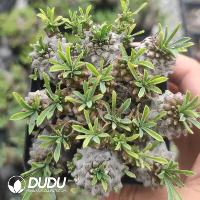 Euphorbia Gabisan CLustering - Image 2