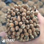 Conophytum bilobum Clustering Full Pot