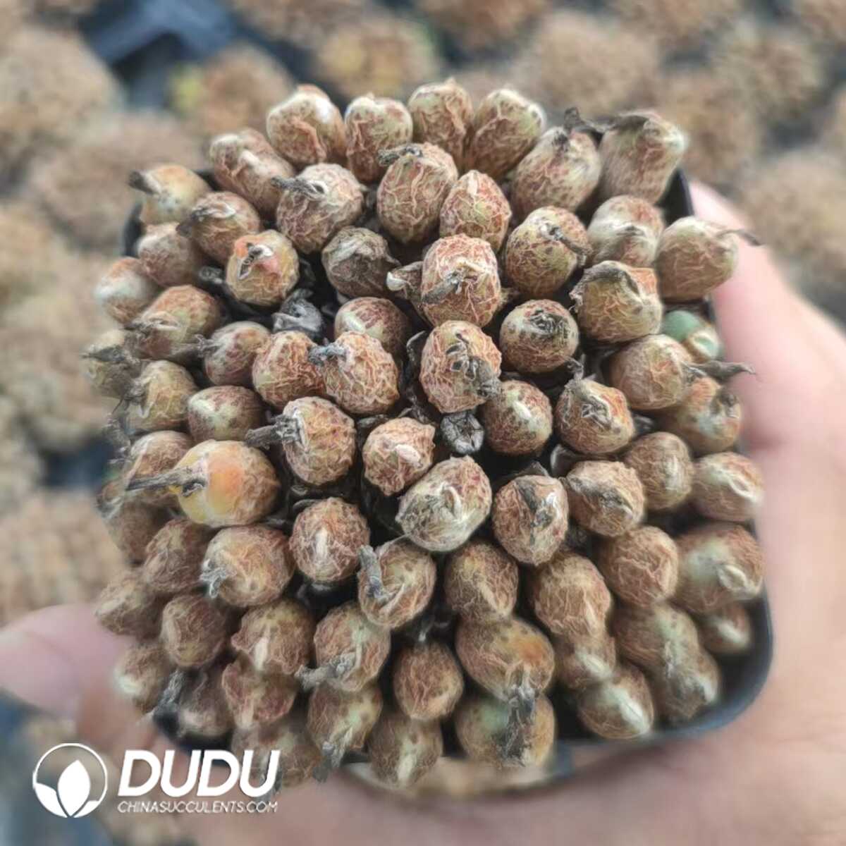 1751012461-e201.jpg Conophytum bilobum Clustering Full Pot - Image 1