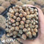 Conophytum bilobum Clustering Full Pot - Image 2