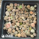 Lithops Special Offer Mixed （pot）