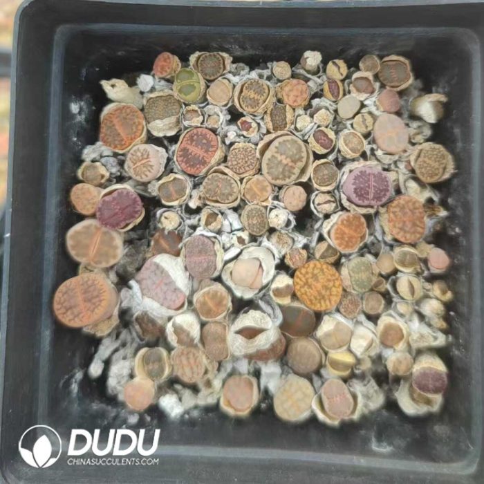 Lithops Special Offer Mixed （pot） - Image 2