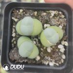 Conophytum Gibbaeum cryptopodium Mother born （pot）