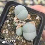 Conophytum Gibbaeum cryptopodium Mother born （pot） - Image 2
