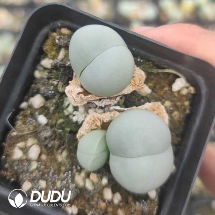 Conophytum Gibbaeum cryptopodium Mother born （pot） - Image 2