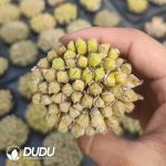 Conophytum hians Clustering