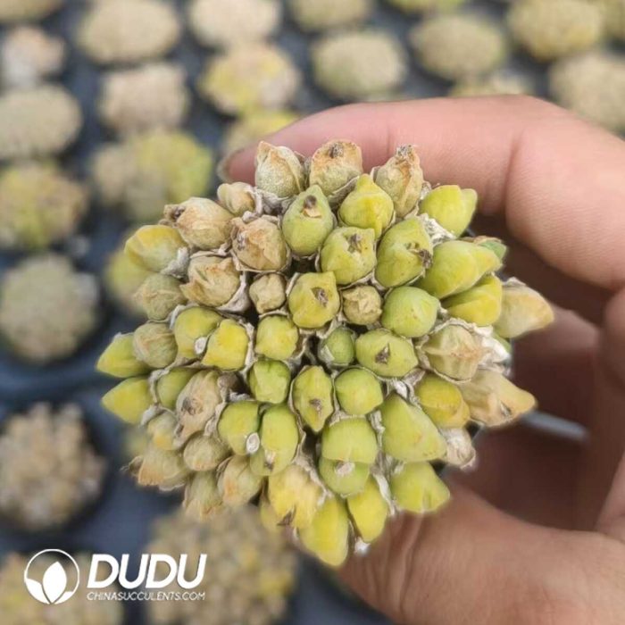 Conophytum hians Clustering - Image 2