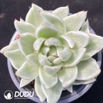 Echeveria Maria