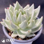 Echeveria Maria - Image 2