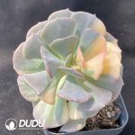Echeveria Exotic Variegated - Image 2
