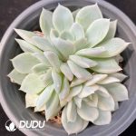 Echeveria Snow Ball Variegated Clustering