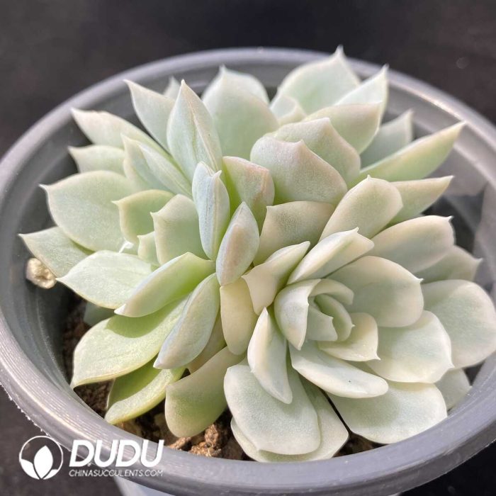 Echeveria Snow Ball Variegated Clustering - Image 2
