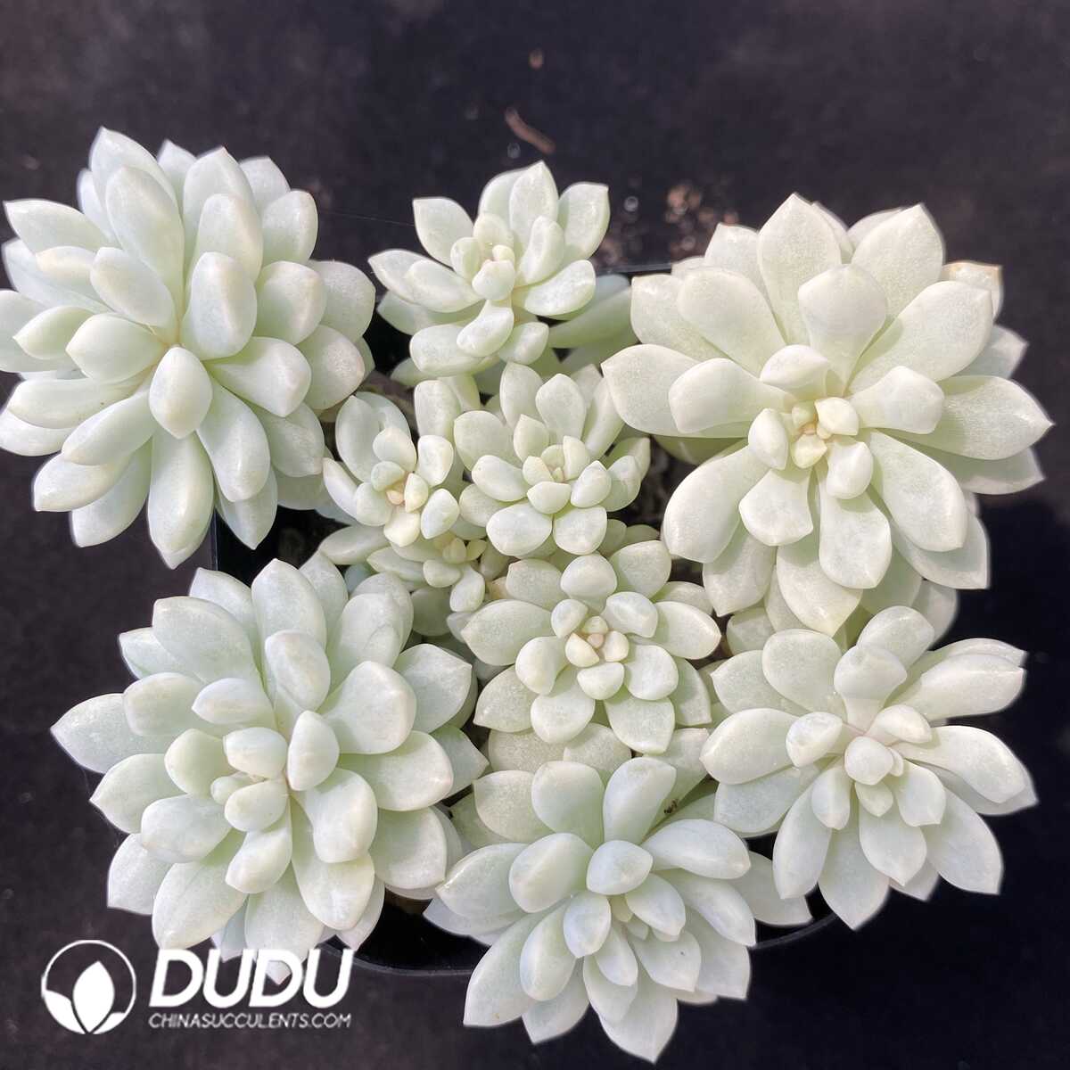 1751012582-e201.jpg Echeveria Little Red Eggs Variegated Clustering - Image 1