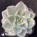Echeveria Creamy Peach Variegated