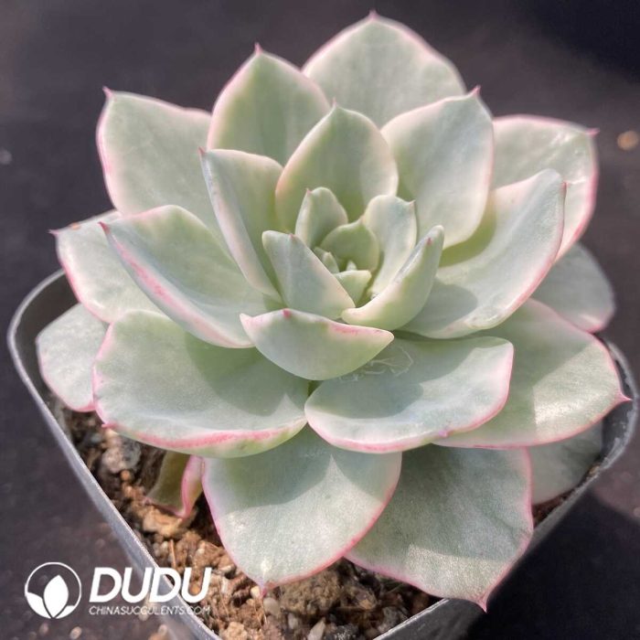 Echeveria Creamy Peach Variegated - Image 2