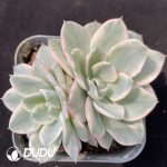 Echeveria Creamy Peach Variegated Double Head