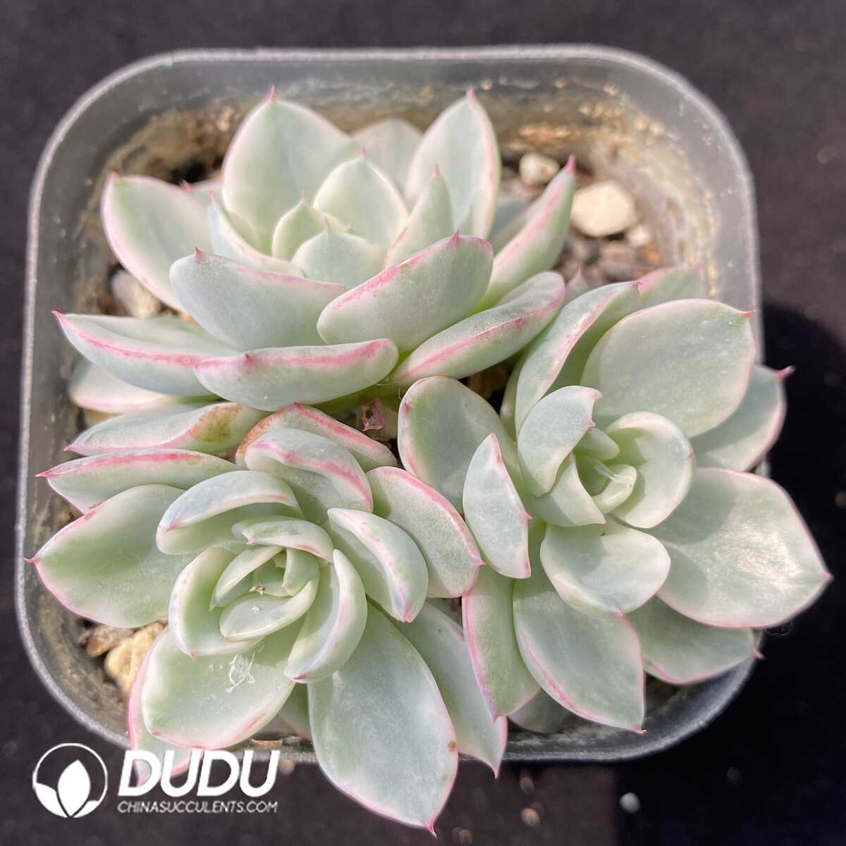 1751012652-e201.jpg Echeveria Creamy Peach Variegated Clustering - Image 1