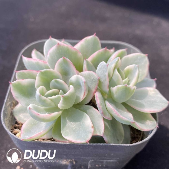 Echeveria Creamy Peach Variegated Clustering - Image 2