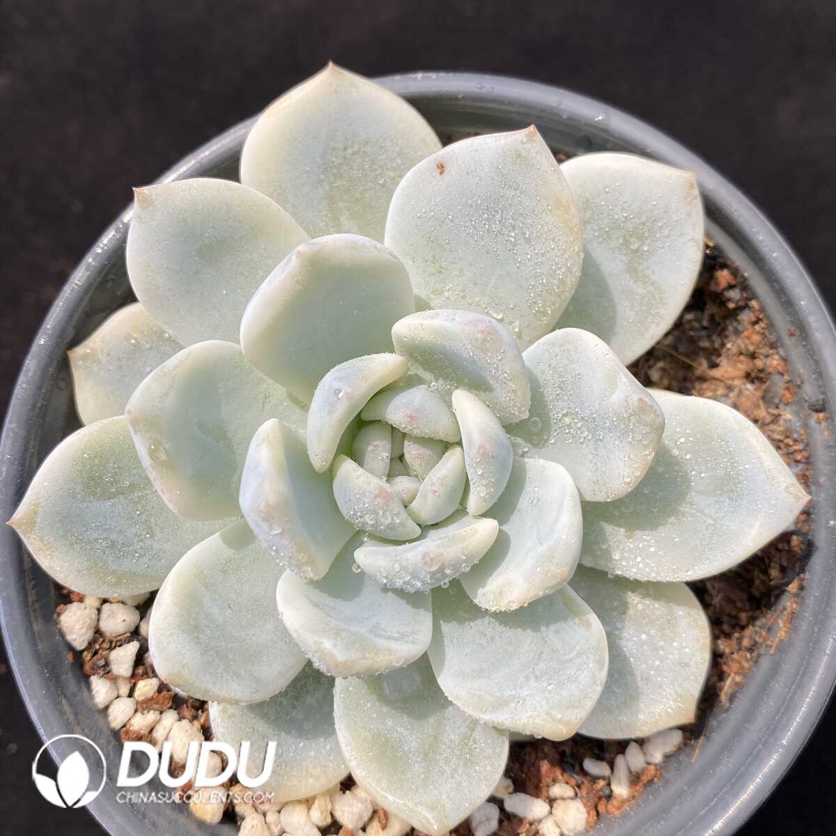 1751012669-e201.jpg Echeveria Monroe Variegated - Image 1