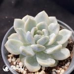 Echeveria Monroe Variegated - Image 2