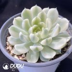 Echeveria Vanilla Moon Shadow Variegated - Image 2
