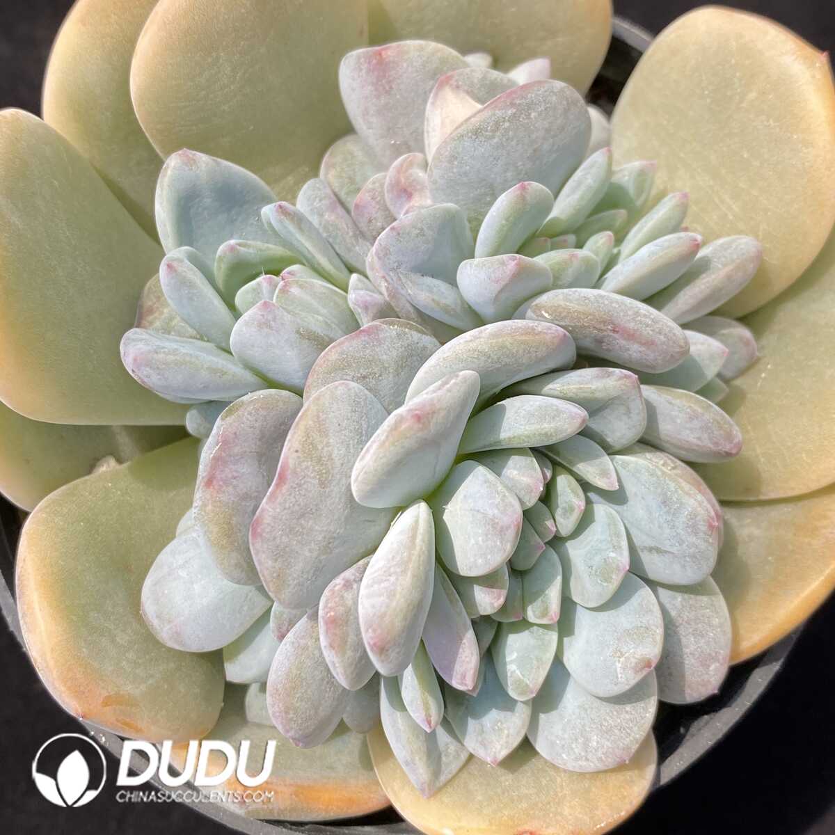 1751012771-e201.jpg Echeveria Monroe Variegated Base - Image 1