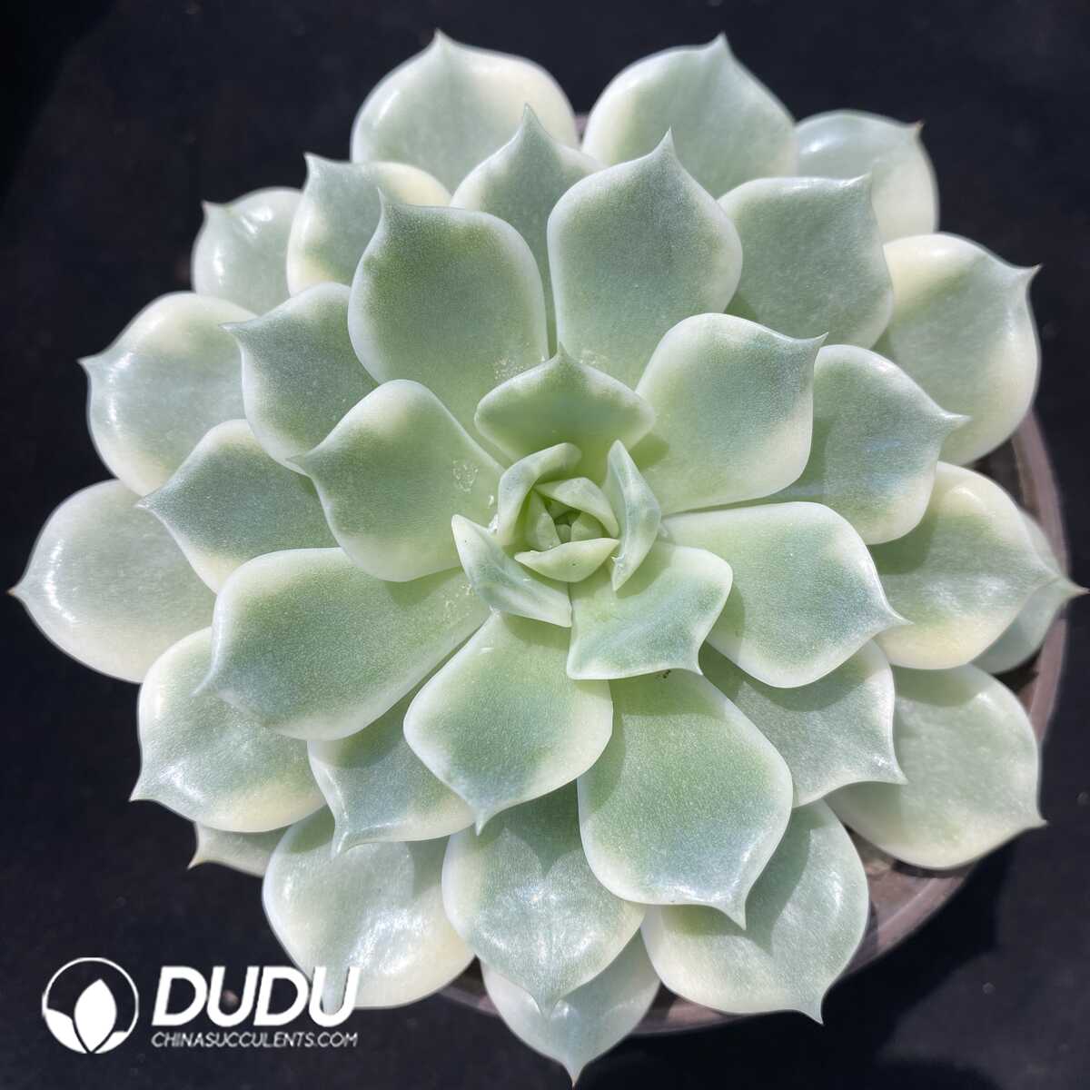 1751012797-e201.jpg Echeveria Erica - Image 1