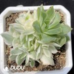 Echeveria Purple Butterfly Variegated  Clustering