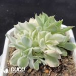 Echeveria Purple Butterfly Variegated  Clustering - Image 2