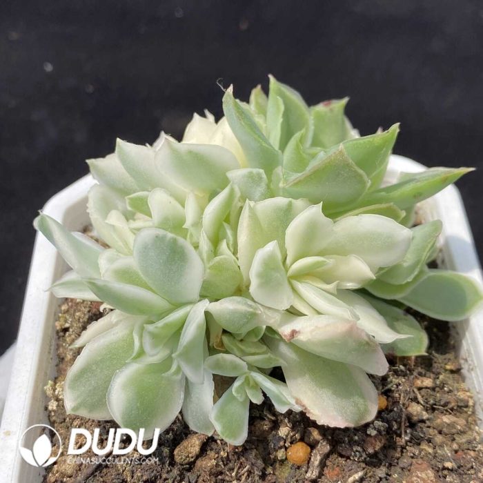 Echeveria Purple Butterfly Variegated  Clustering - Image 2