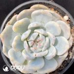 Echeveria Monroe Variegated