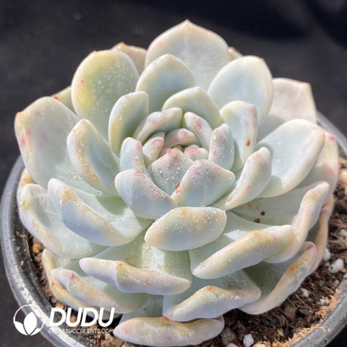 Echeveria Monroe Variegated - Image 2