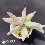 Adromischus Pure red pile