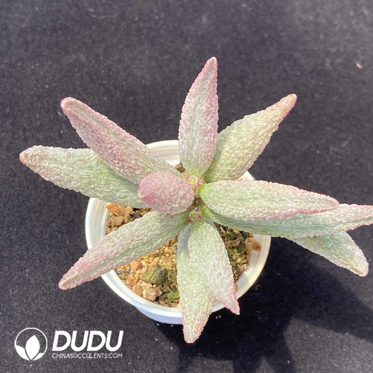 1751012905-e201.jpg Adromischus Pure red pile - Image 1