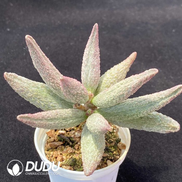 Adromischus Pure red pile - Image 2