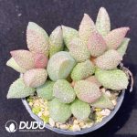 Adromischus Custard Apple